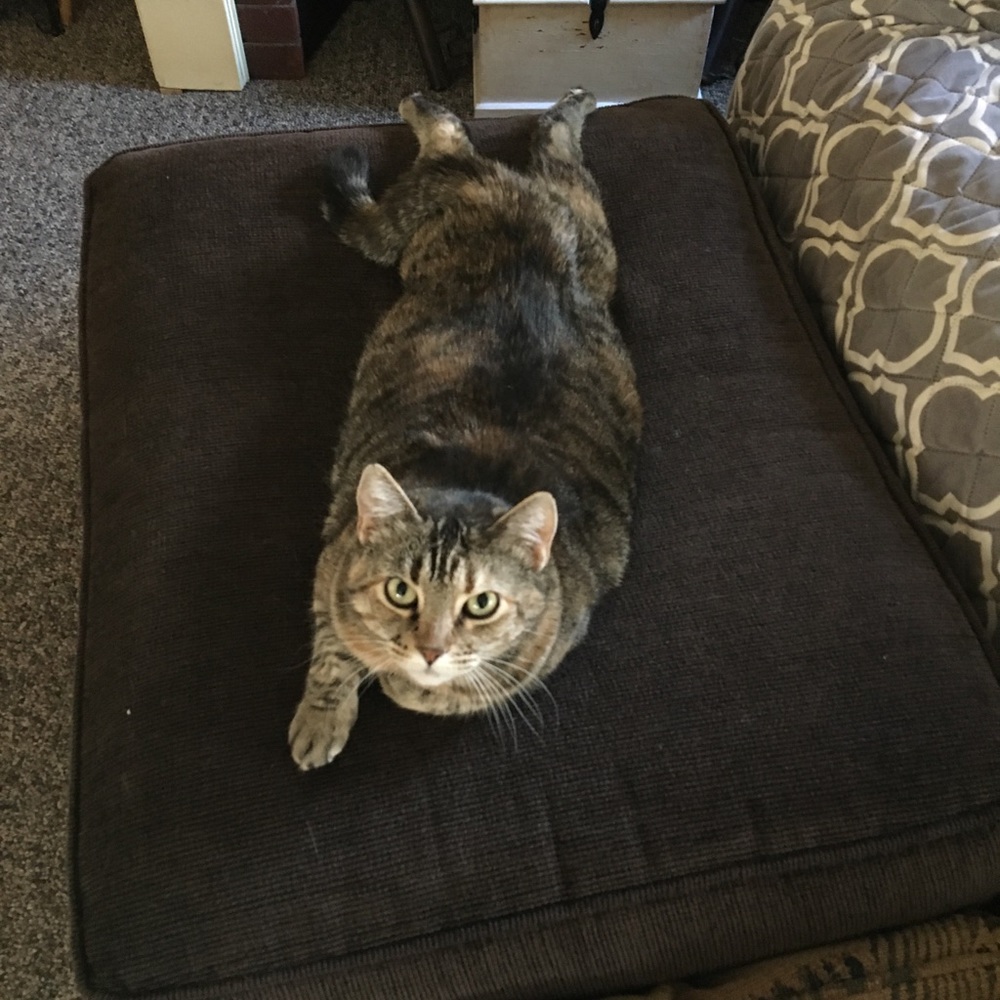 Meet your Posher, Laura